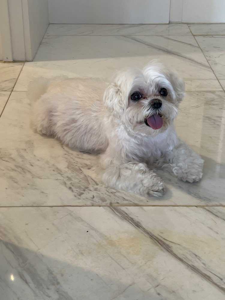 LEO