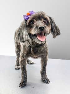 Dog Pet Photo
