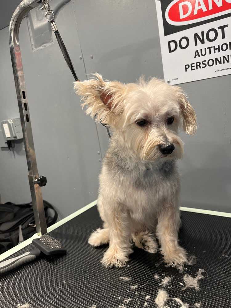 Sparky