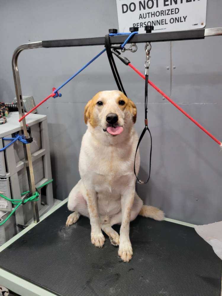 Dog Pet Photo