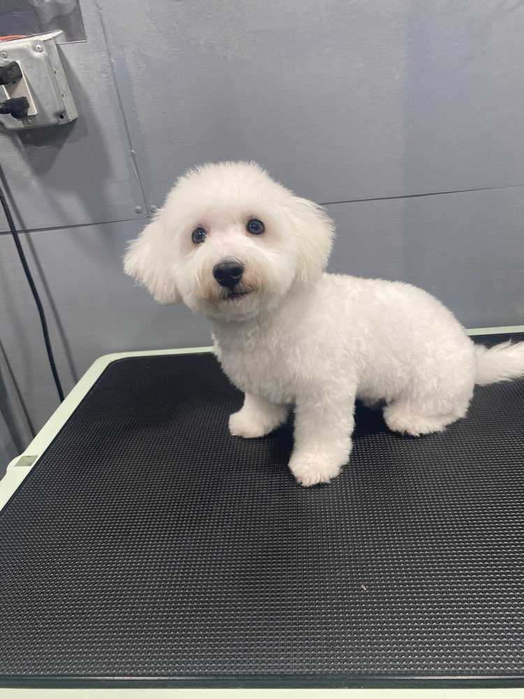 Maxwell