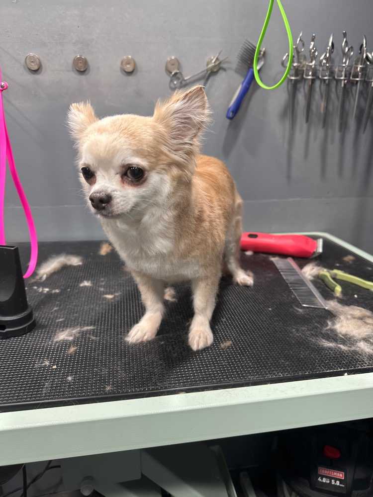 Gia