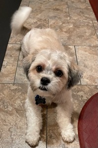 Teddy