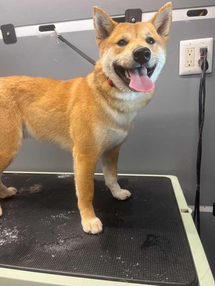Kuma
