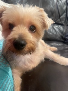 Dog Pet Photo