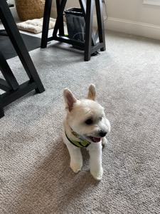 Lorenzo 