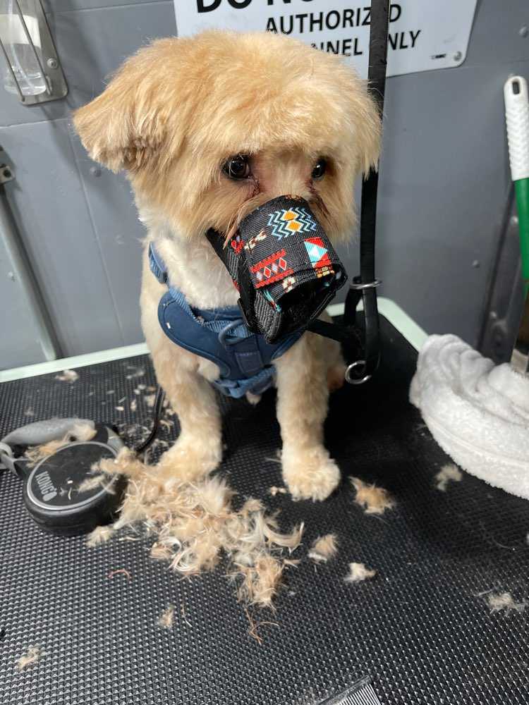 Alfie