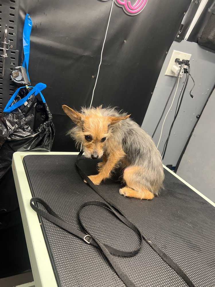 Piper