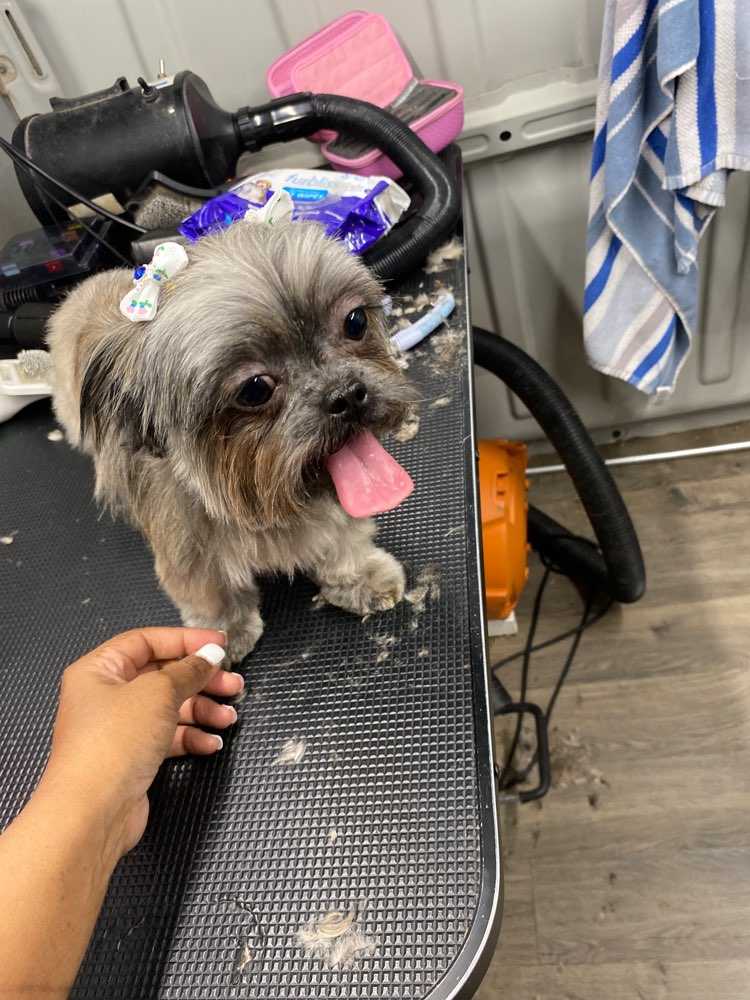 Miso 