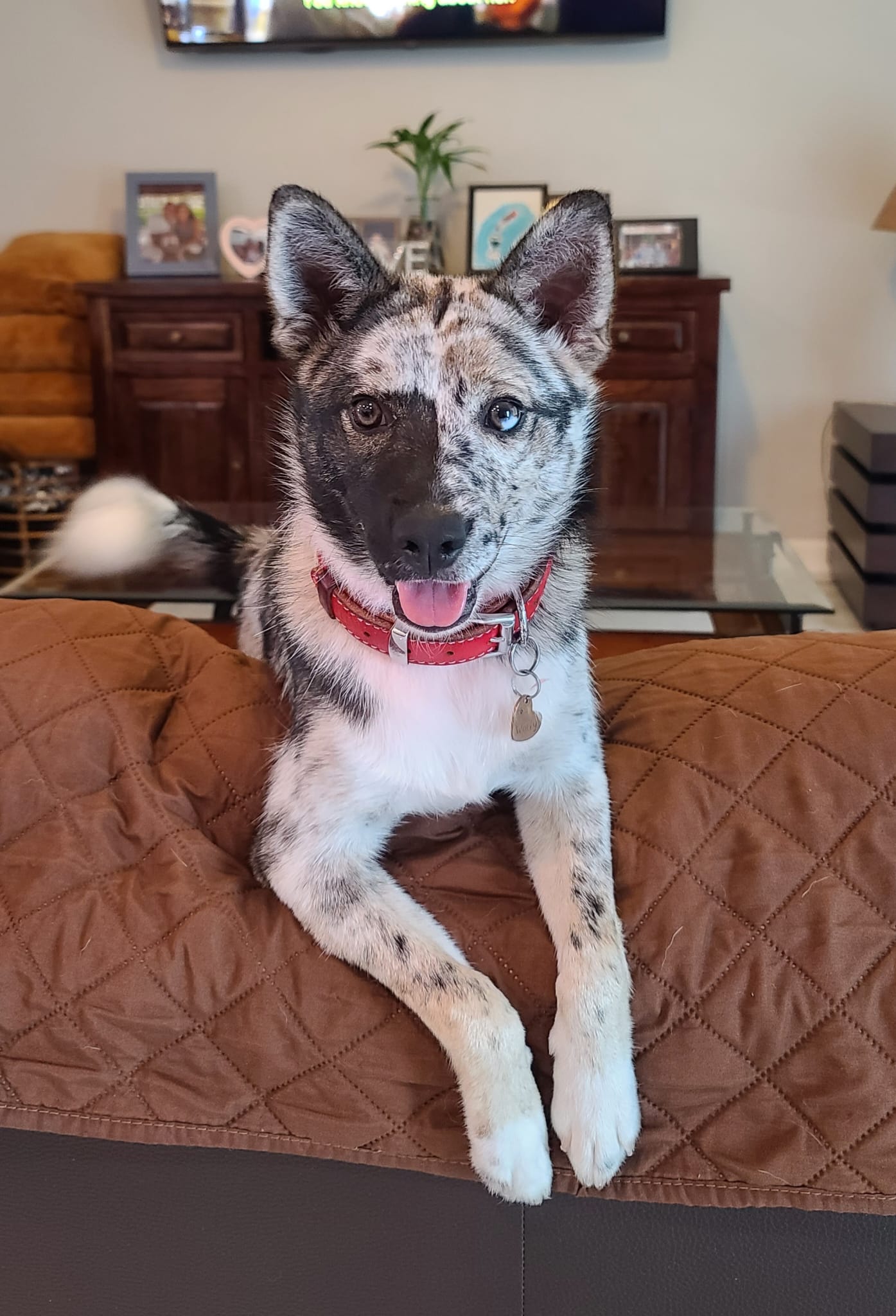 Wolfy