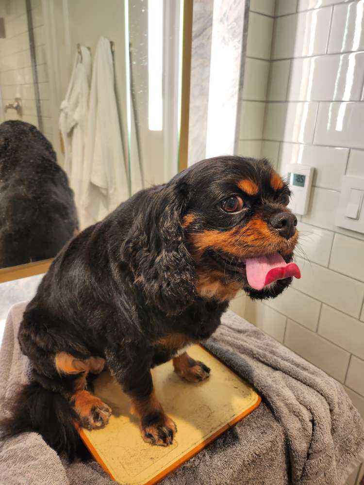Pet