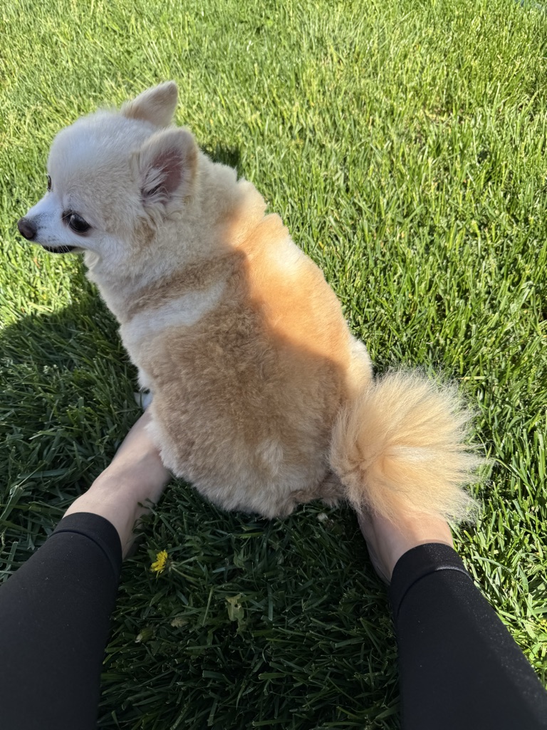 Dog Pet Photo