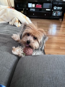 Pet
