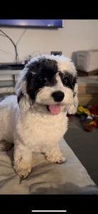 Mochi