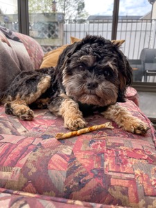 Cooper