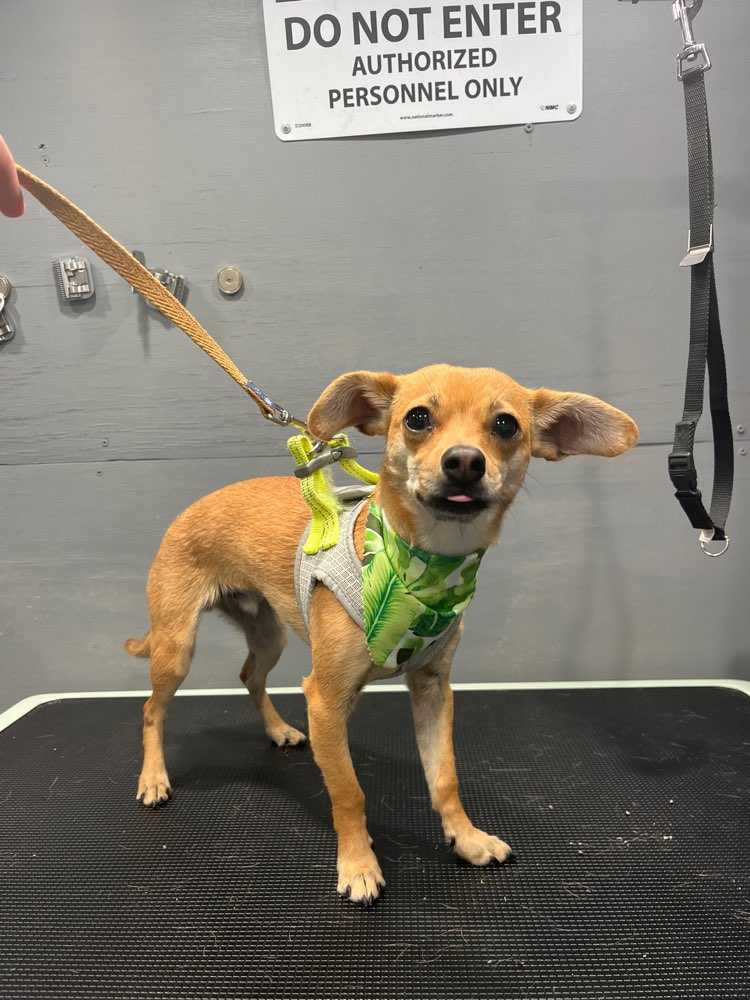 Ernie