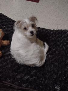 Pet