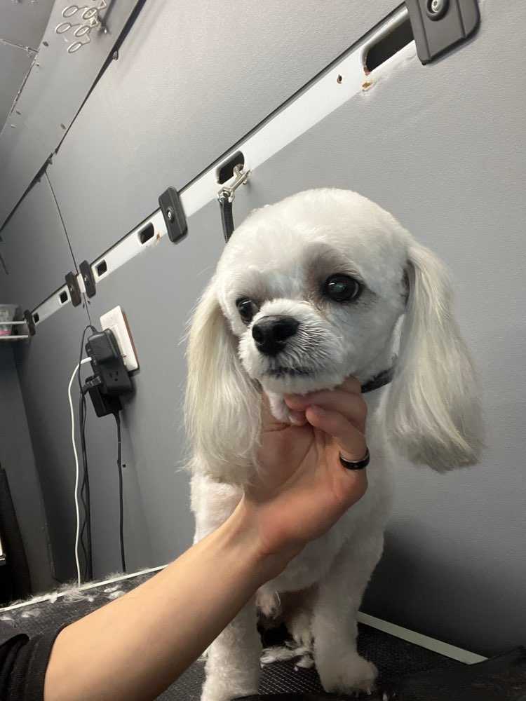 Teddy