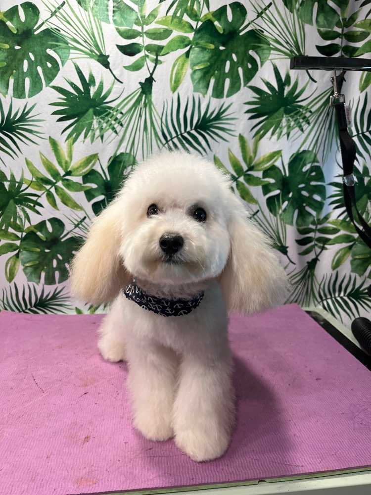 Dog Pet Photo