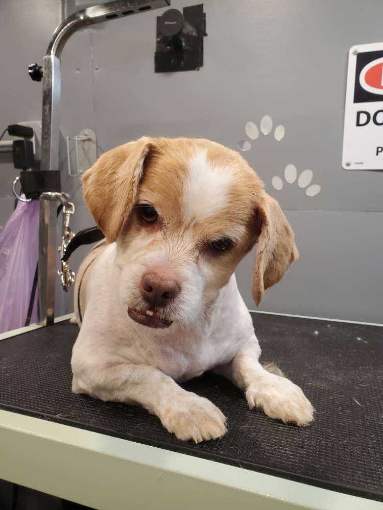 Dog Pet Photo