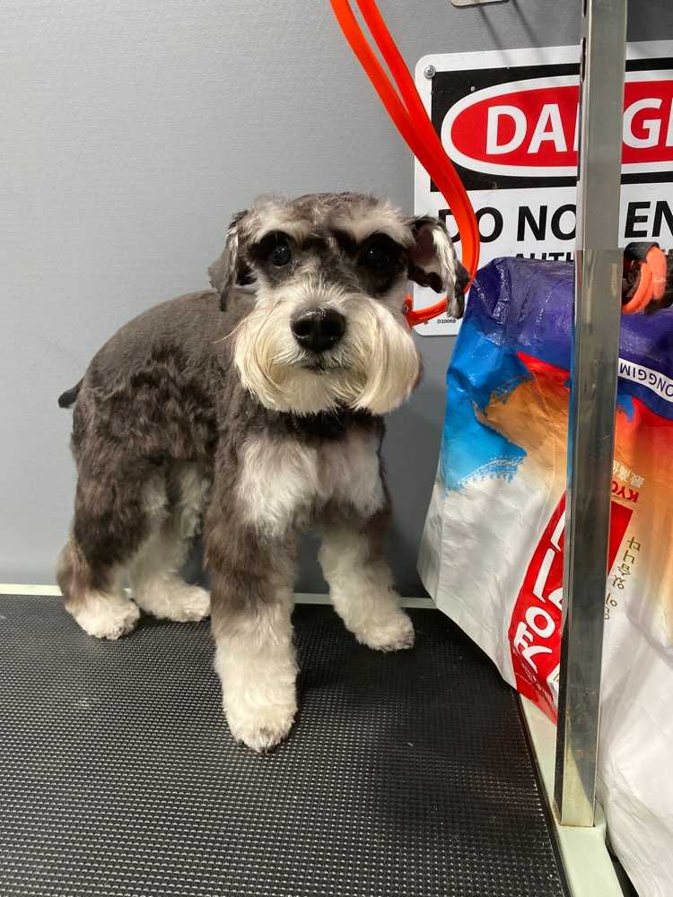 Dog Pet Photo
