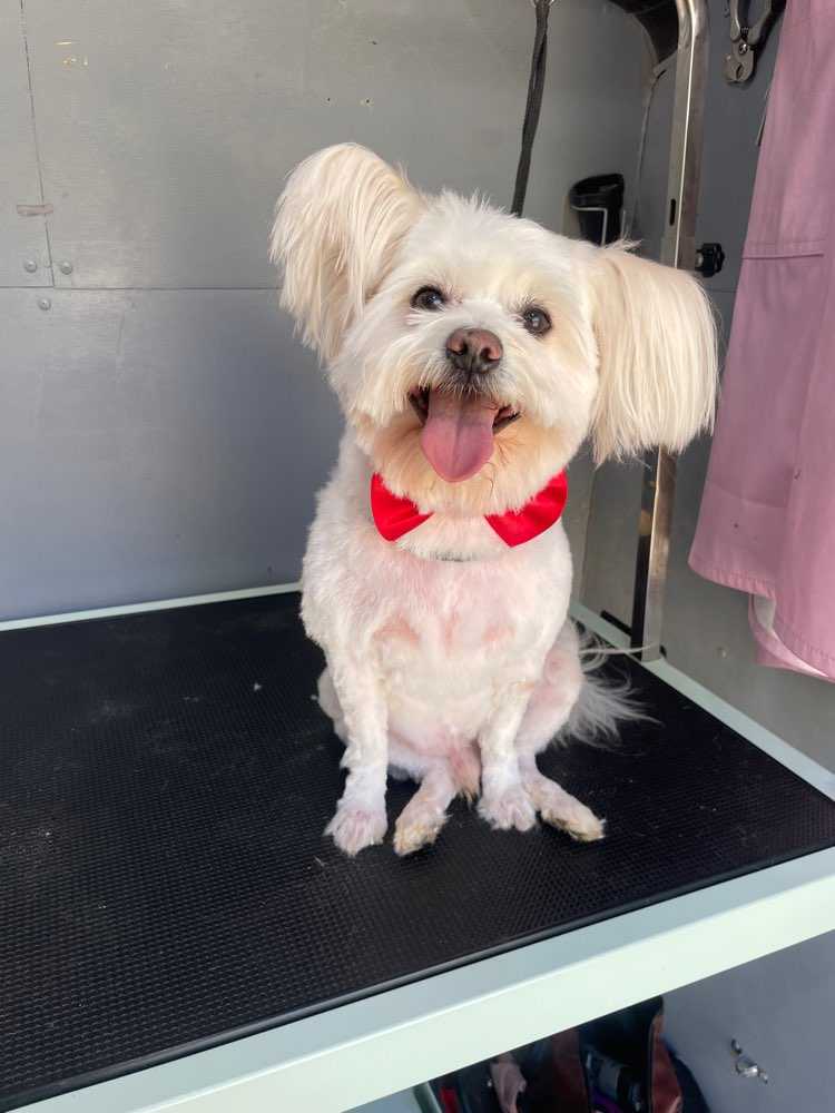 Elliott
