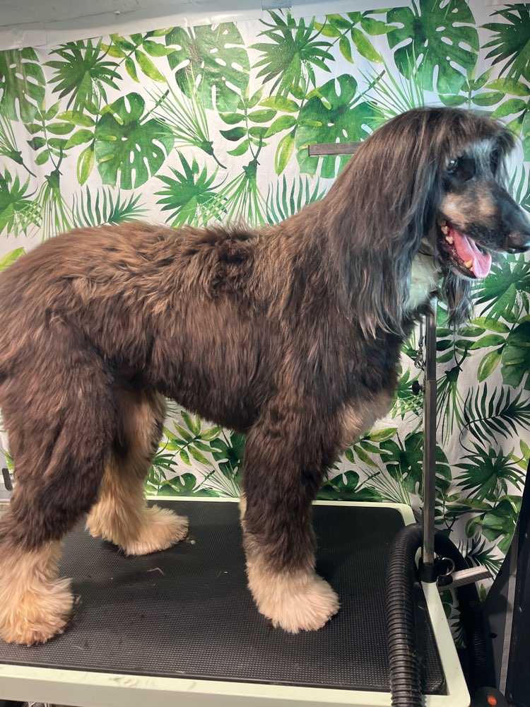 elvis