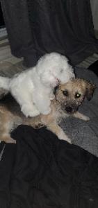 Pet