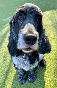 Sooty
