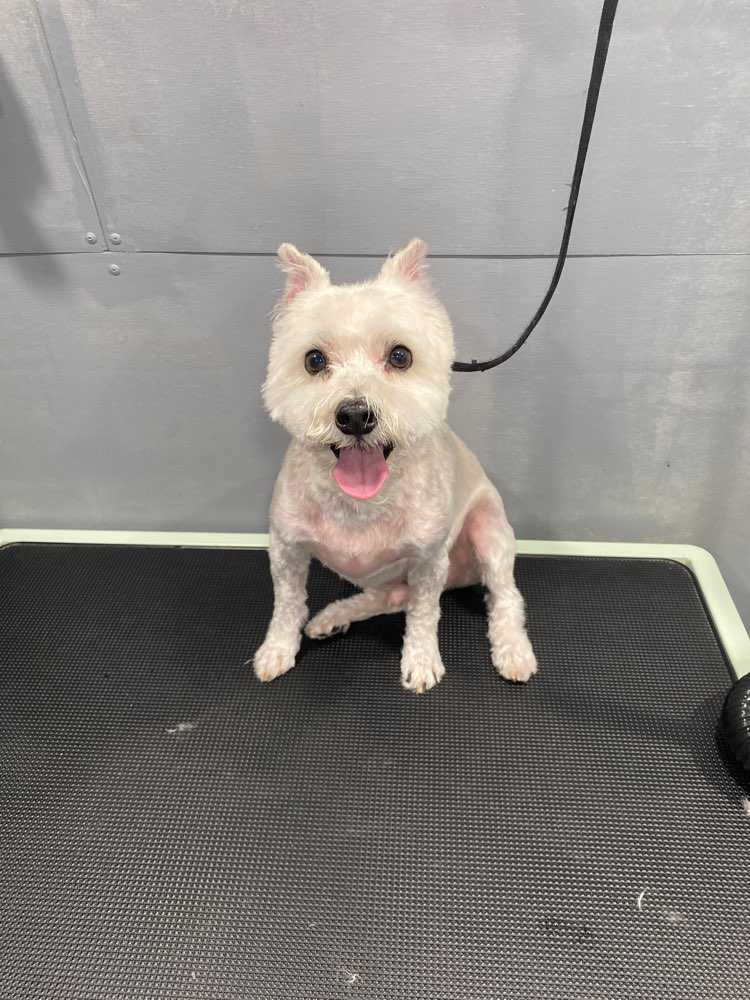 Chewie
