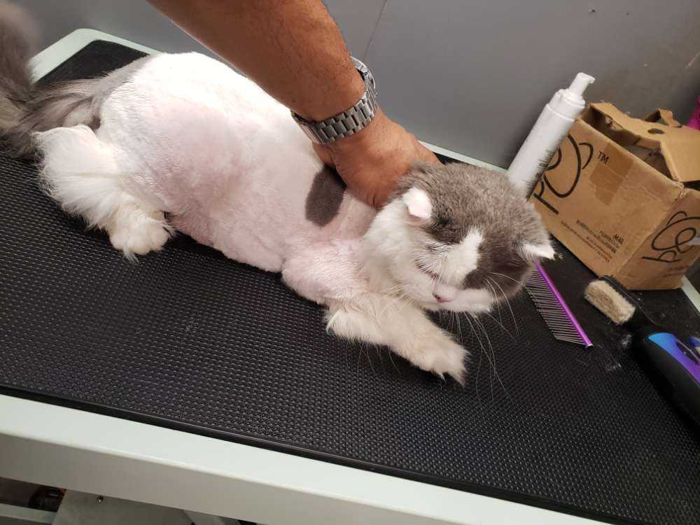 Kitty 