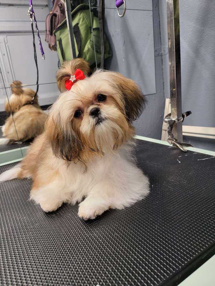 Leia