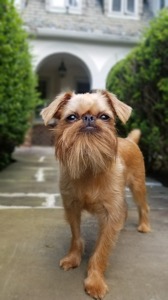 Dog Pet Photo