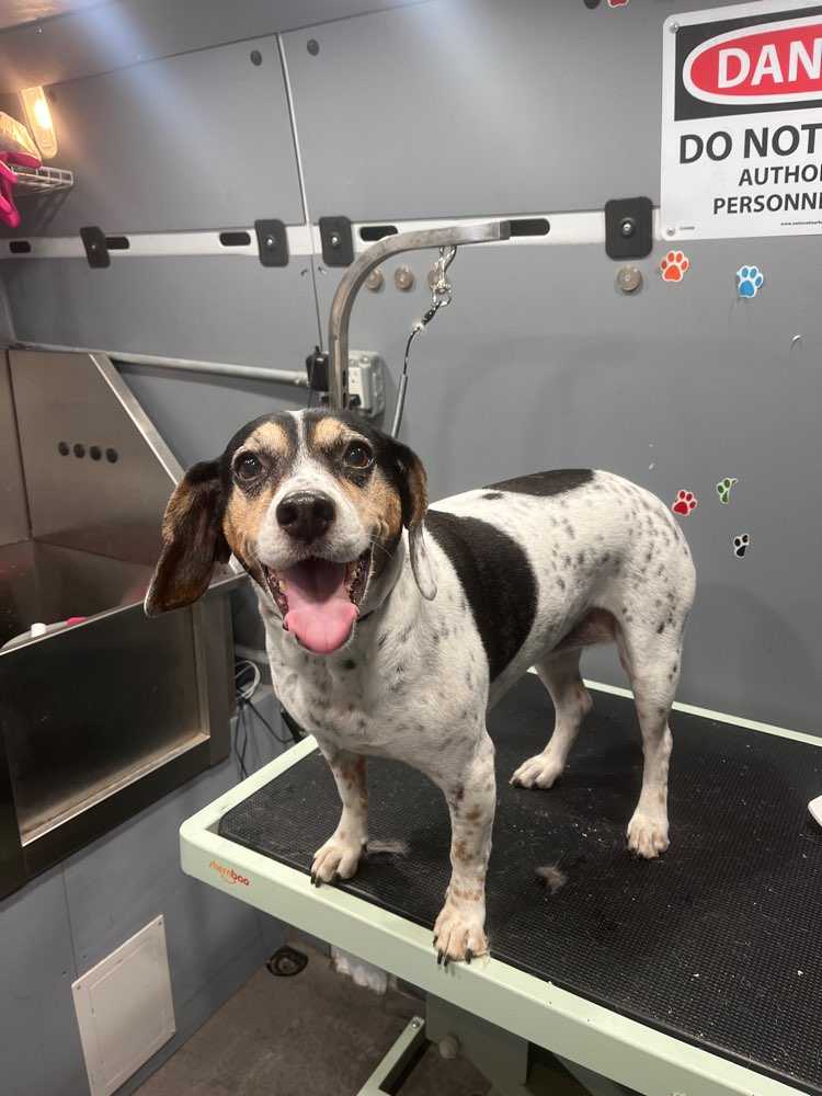 Dog Pet Photo
