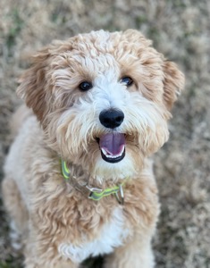 Pet