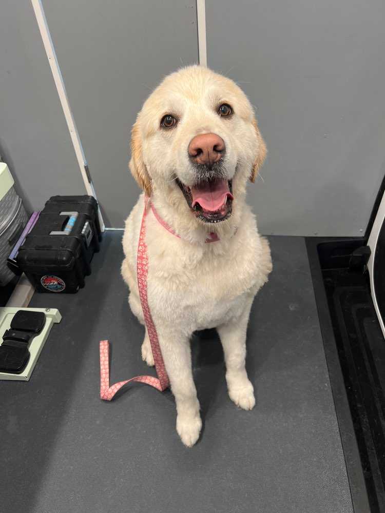 Remi