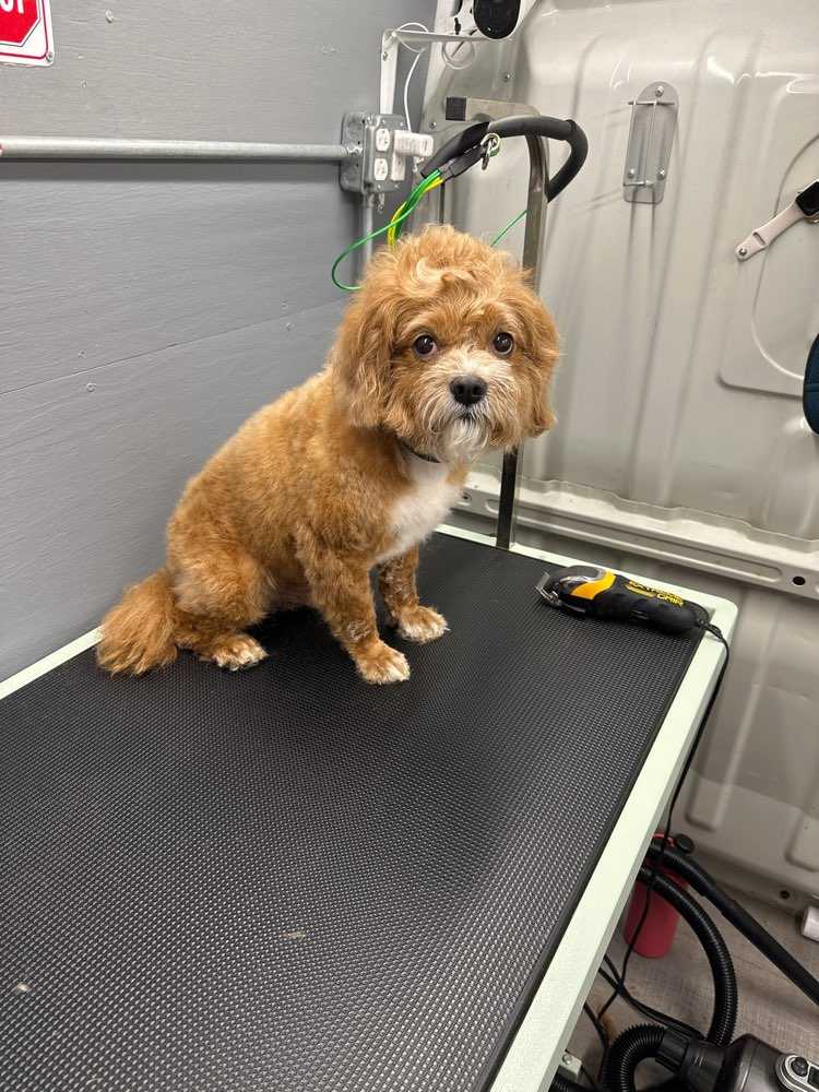 Fozzie