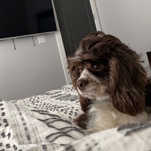 Archie