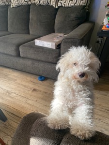 Dog Pet Photo