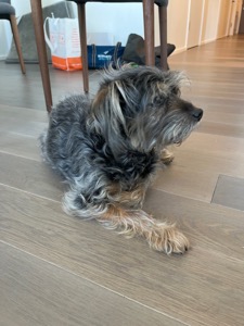 Dog Pet Photo