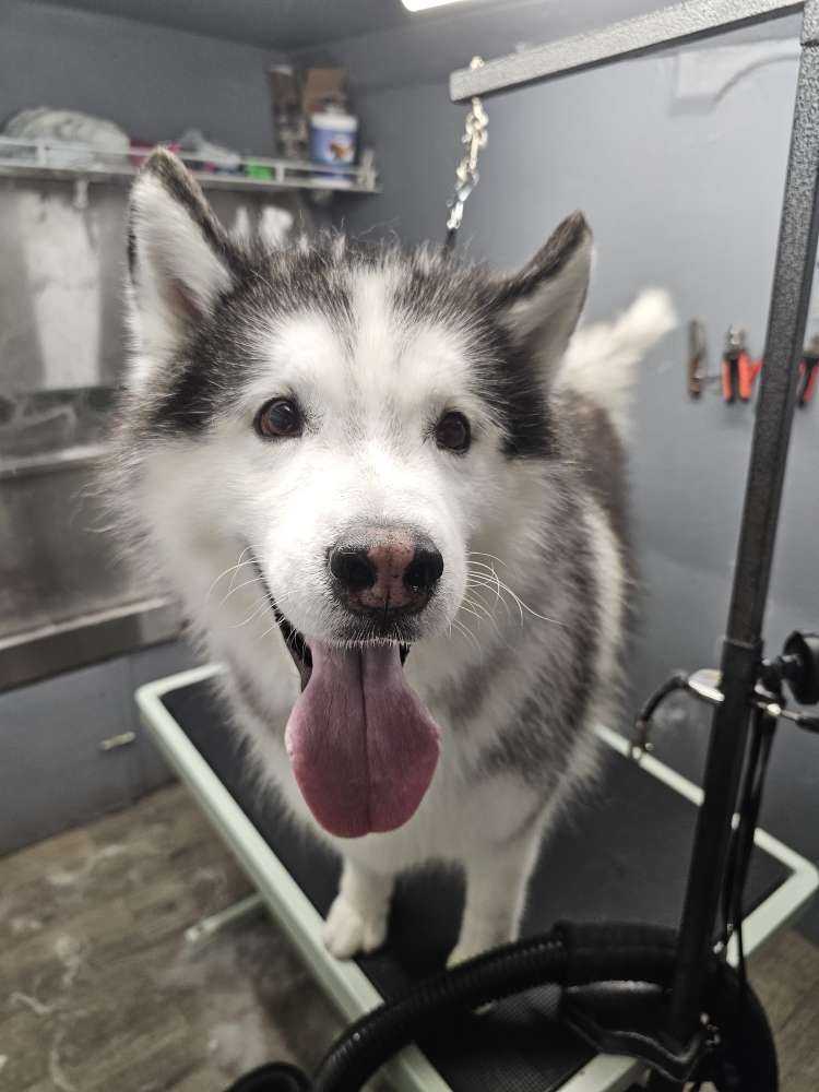 Kai