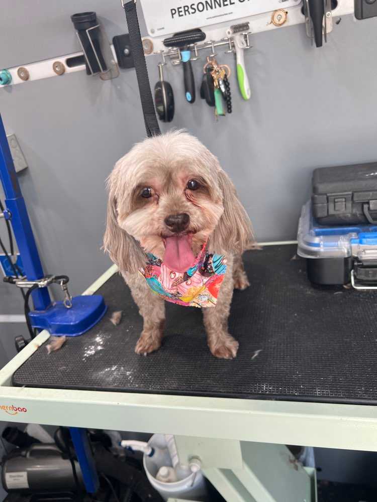 COCO