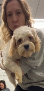 Pet