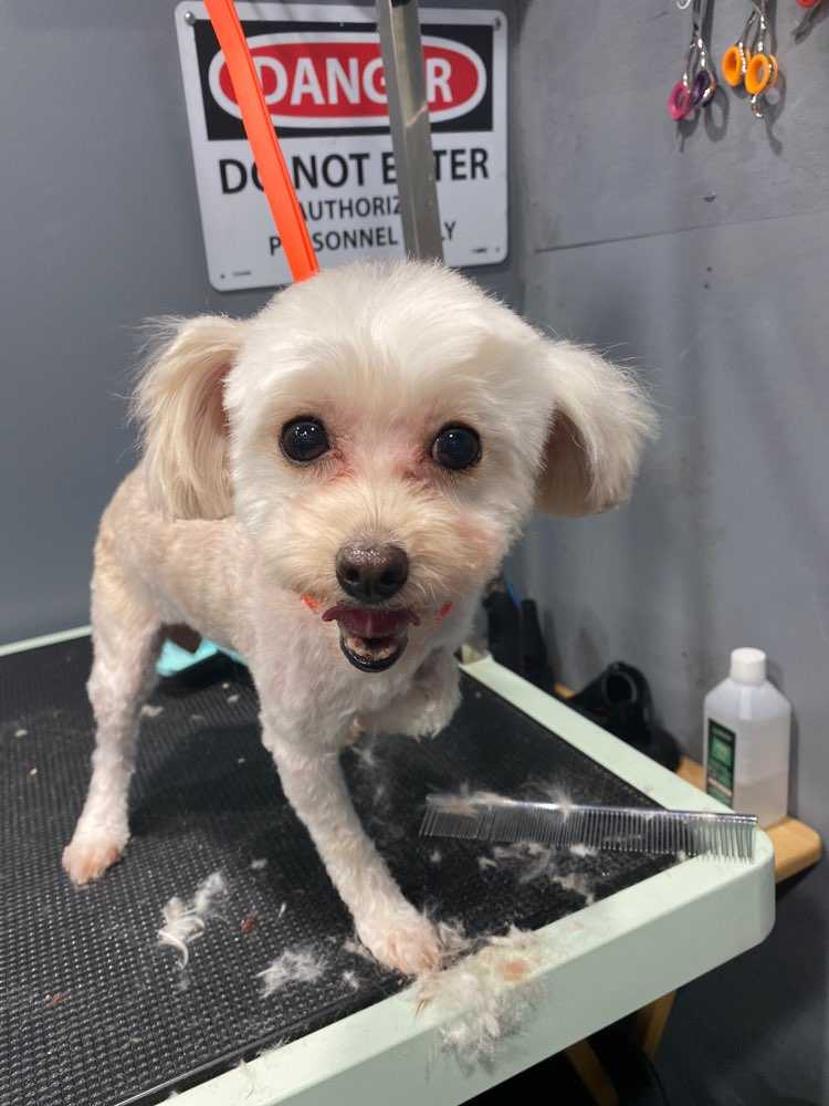 Dog Pet Photo