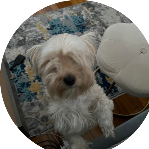 Dog Pet Photo