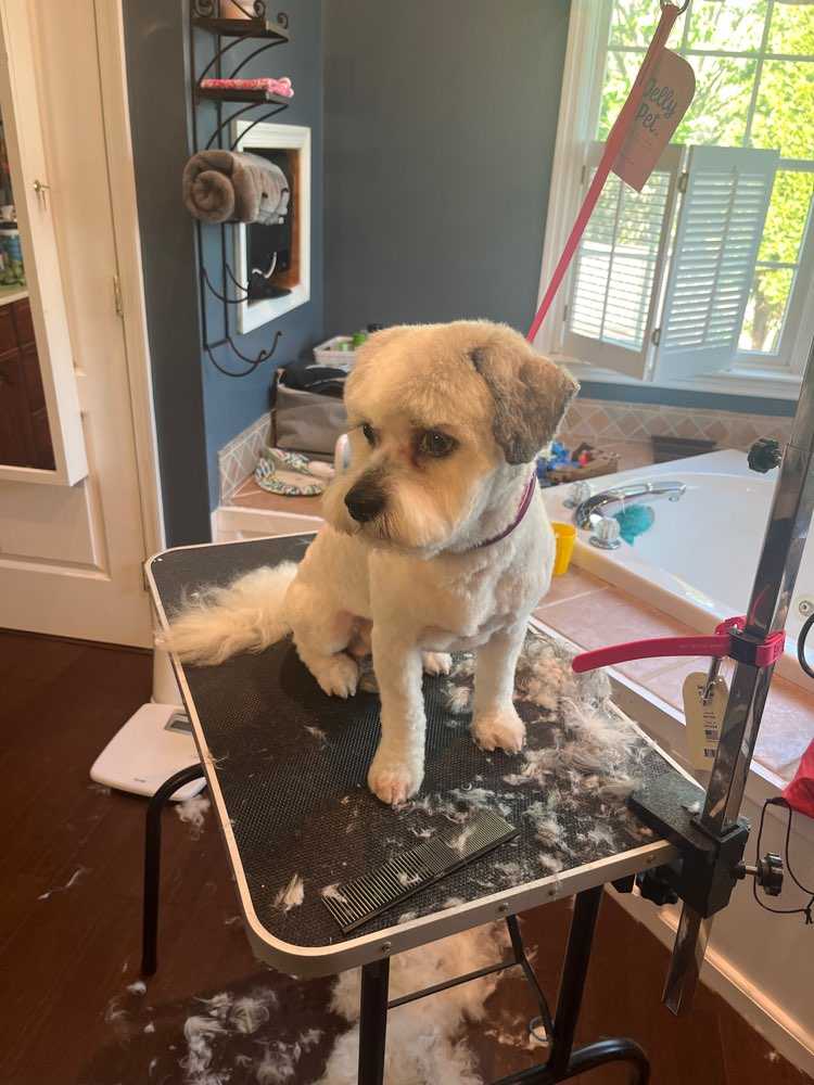 Benji