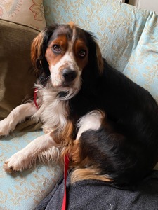 Oliver