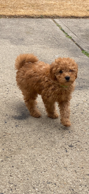 CHEWY
