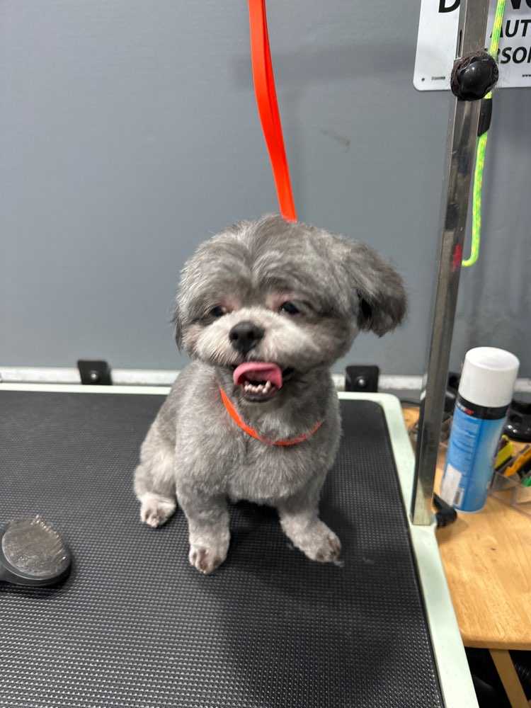 Dog Pet Photo