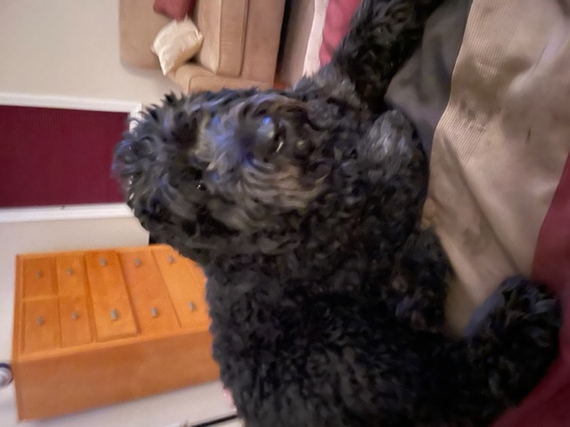 Dog Pet Photo